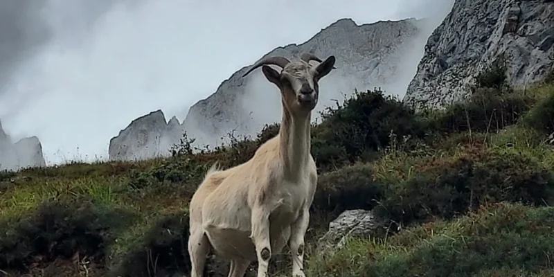 Picos de Europa