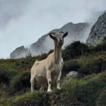 Pastoreo Picos de Europa
